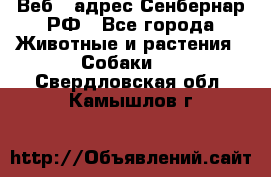 Веб – адрес Сенбернар.РФ - Все города Животные и растения » Собаки   . Свердловская обл.,Камышлов г.